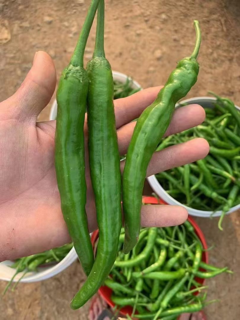 鲜辣椒.55号杭椒.螺丝椒..8号线椒.2307.樟树椒