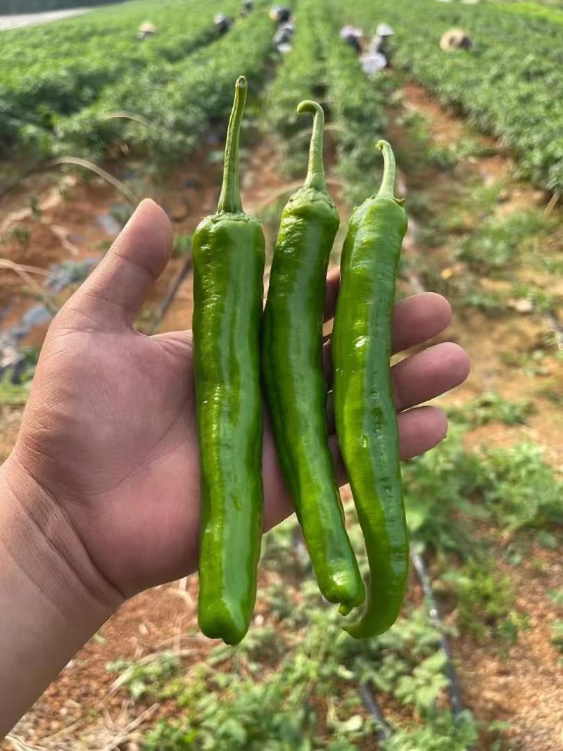 鲜辣椒.55号杭椒.螺丝椒..8号线椒.2307.樟树椒