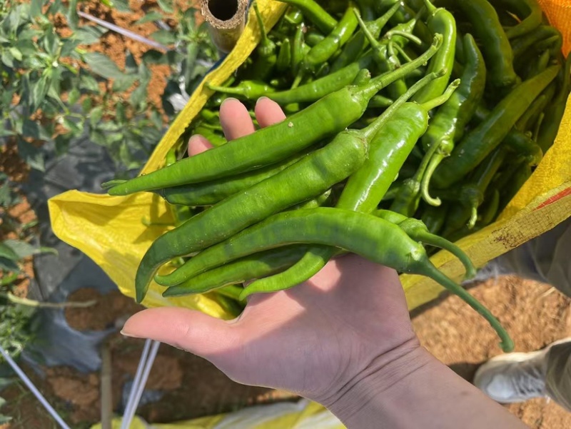 鲜辣椒.55号杭椒.螺丝椒..8号线椒.2307.樟树椒