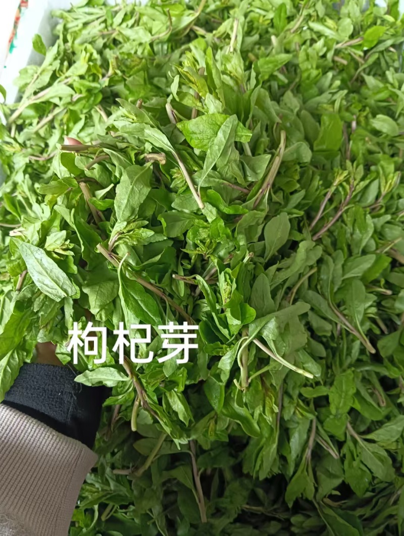 枸杞芽大量有货，对接全国市场电商平台，欢迎合作