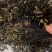 干蕨菜农家菜野生蕨菜干货新鲜龙爪菜猫爪菜