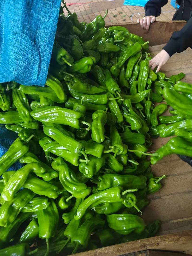 广东辣椒龙椒鲜辣椒上市中产地直发价格实惠运输便利欢迎电联