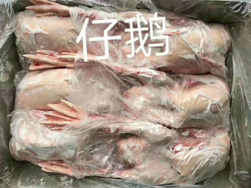 心肝鹅，白羽大鹅，黄河大鹅，都有货各种规格