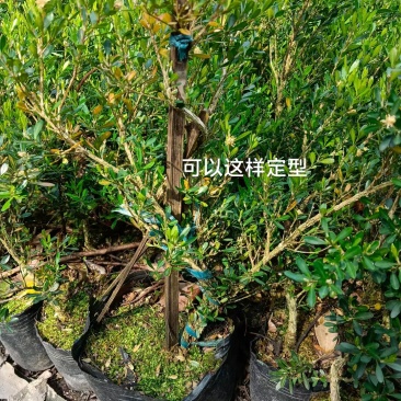 广东雀舌皱皮黄杨/杯苗/素材苗