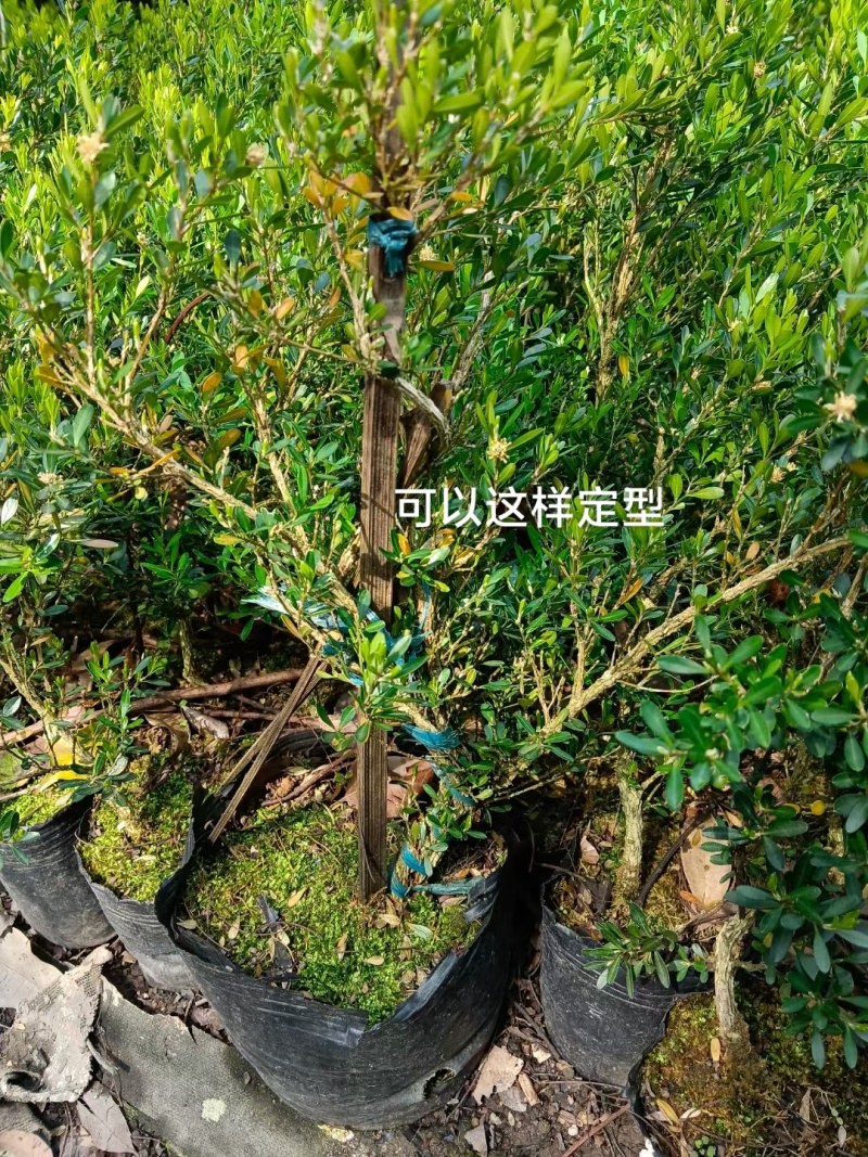 广东雀舌皱皮黄杨/杯苗/素材苗