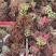 26年红香椿芽全是产地优质嫩芽新鲜采摘产地直发