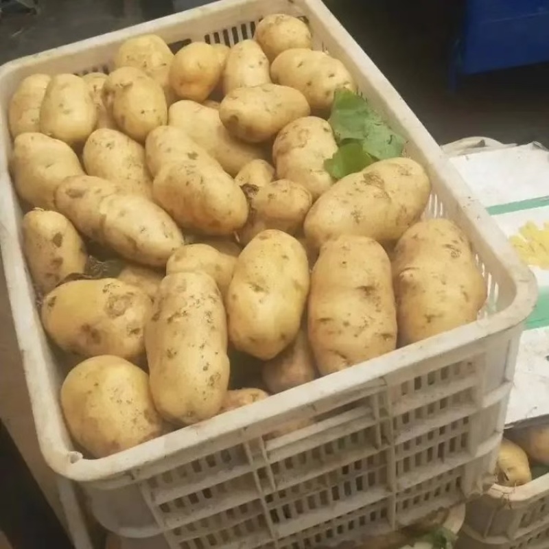 湖北精品黄心土豆大量上市品质保证量大从优一手货源