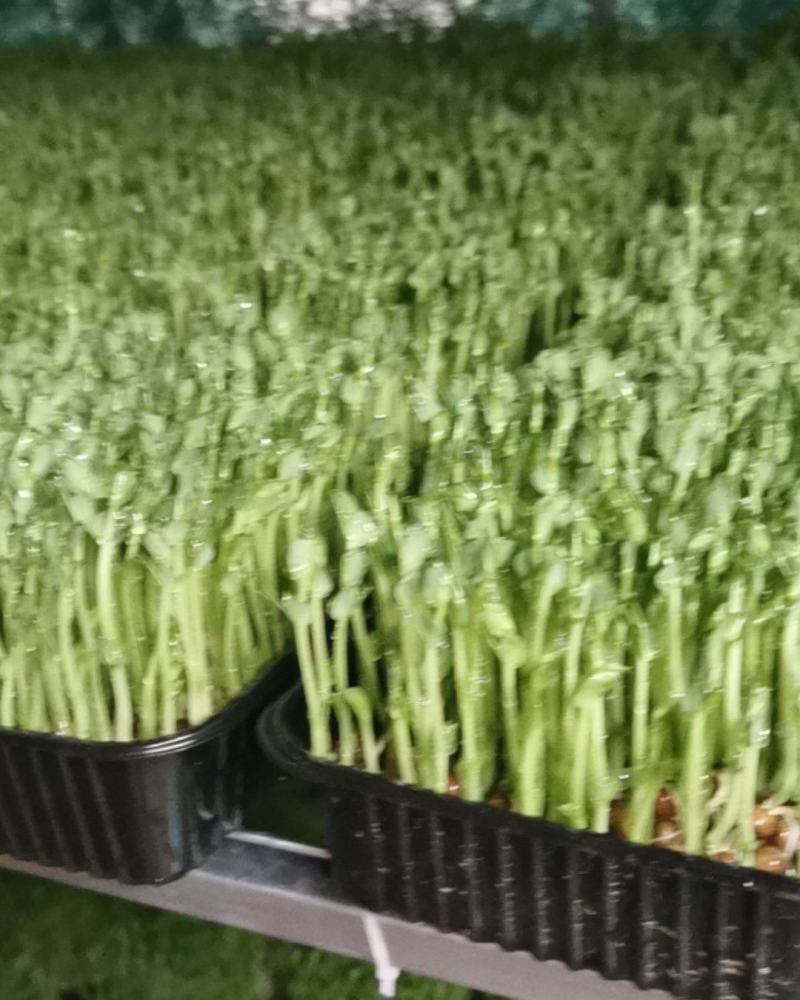水培活体碗豆苗