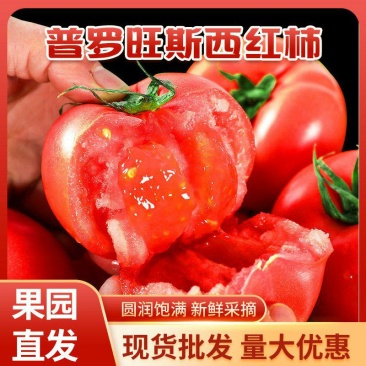 普罗旺斯水果番茄代发代办批发靠谱