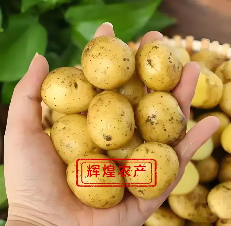 2026新鲜直发黄心油炸神农架炕小土豆迷你土豆各种大小