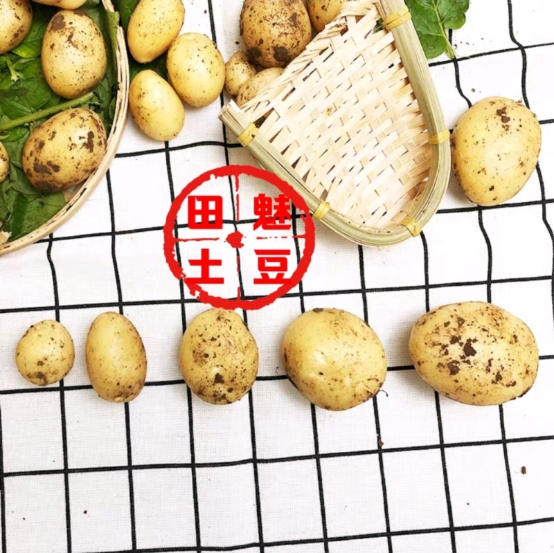 2026新鲜直发黄心油炸神农架炕小土豆迷你土豆各种大小