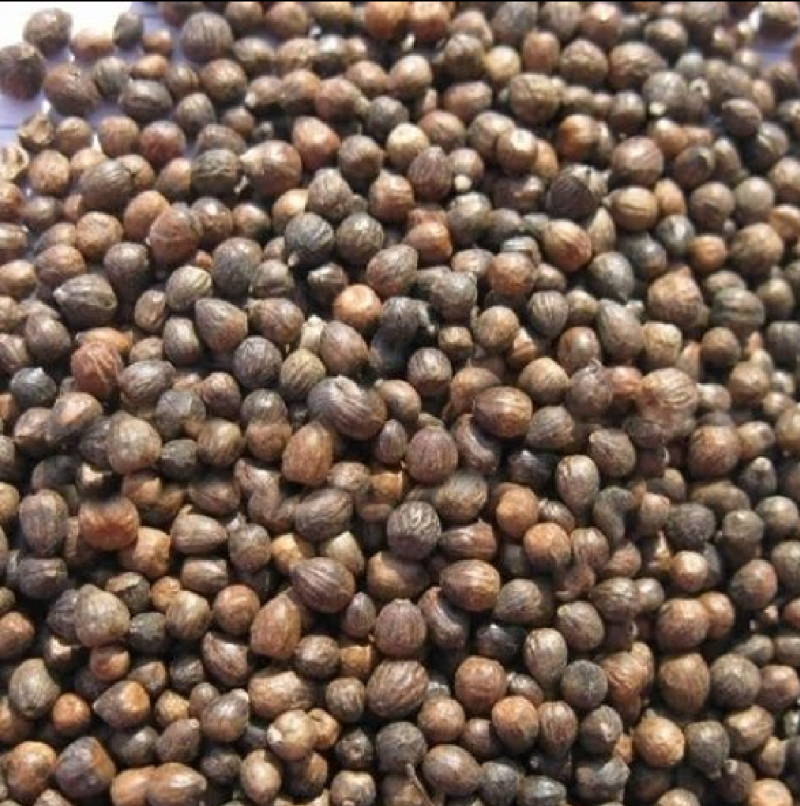 黄荆子，牡荆子，布荆子干净无疏保正正品，需要的老板放心下