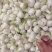 新鲜大蒜毛蒜2025新鲜大蒜头，去皮大蒜，代发全国