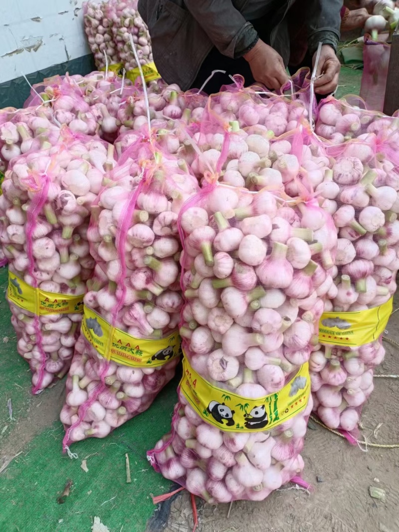 新鲜大蒜毛蒜2025新鲜大蒜头，去皮大蒜，代发全国