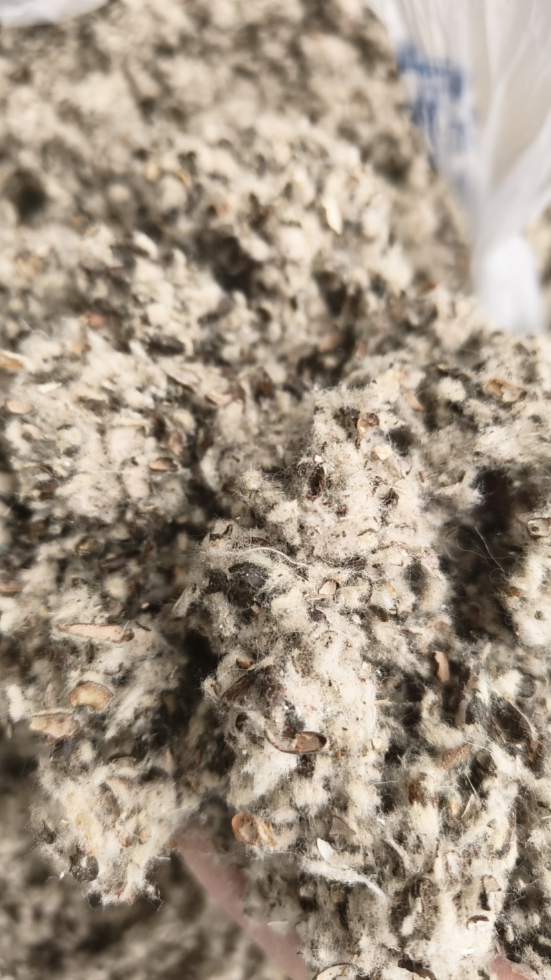 优质棉籽壳厂家直销，磨盘棉籽壳每天发货装车中