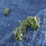 桑叶茶散装泡水桑葚叶桑叶新鲜桑葚叶霜后秋冻干桑叶嫩叶