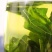 桑叶茶散装泡水桑葚叶桑叶新鲜桑葚叶霜后秋冻干桑叶嫩叶