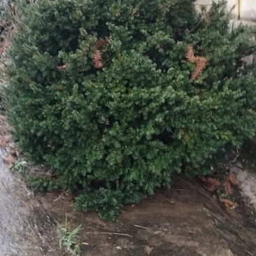 药用红豆杉