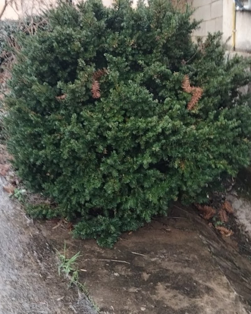 药用红豆杉