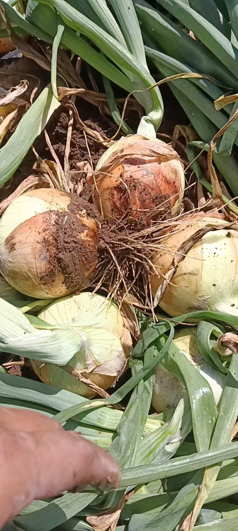 【黄皮洋葱新货】大量供应市场，工厂，电商按需分拣。