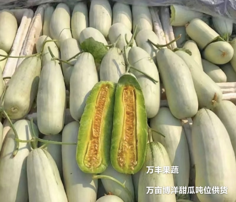 博洋61山东甜瓜博洋六一万亩基地直供全国接单