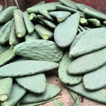 梨果食用仙人掌30公分高种植片