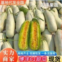博洋61山东甜瓜博洋六一万亩基地直供全国接单