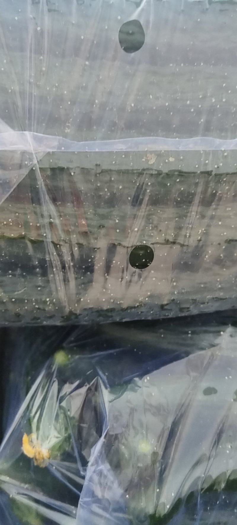 万亩优质大棚油亮密刺黄瓜正在热销中质量保证货发全国