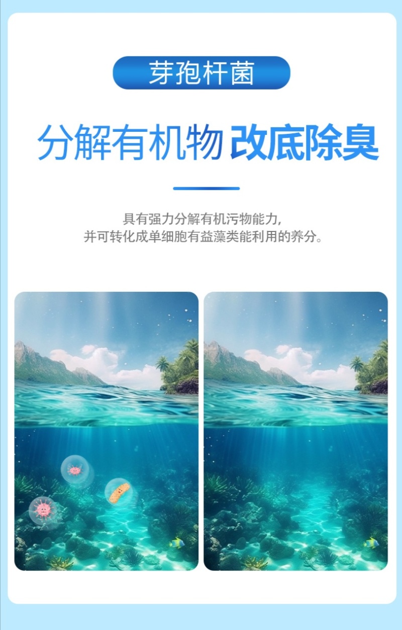 高效芽孢净水调水降解氨氮分解粪便水产养殖益生菌改底除臭