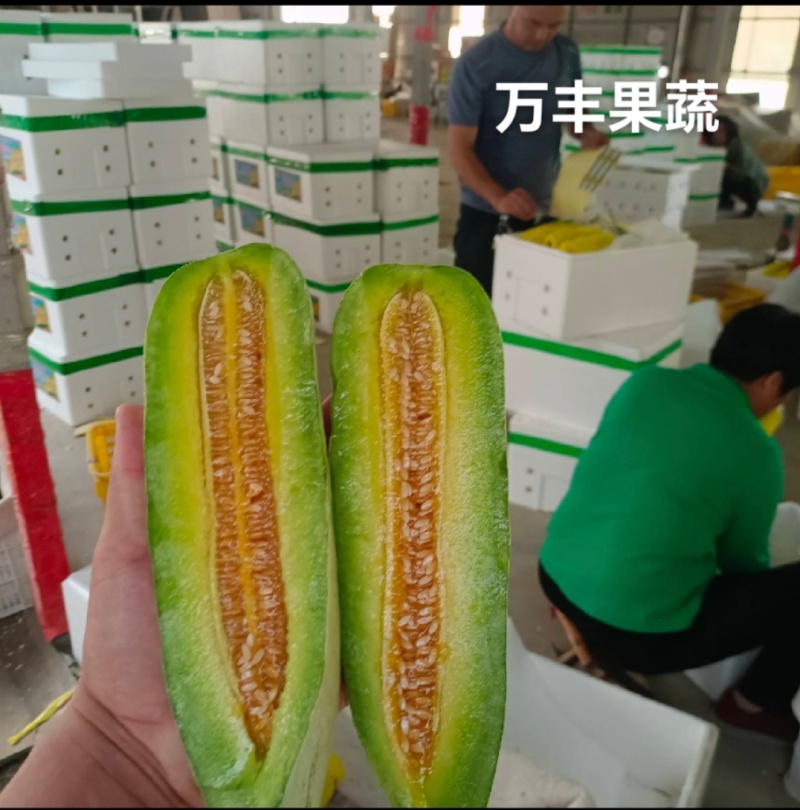 [实力代收】山东滨州博洋61精品万亩优质甜瓜种植基地