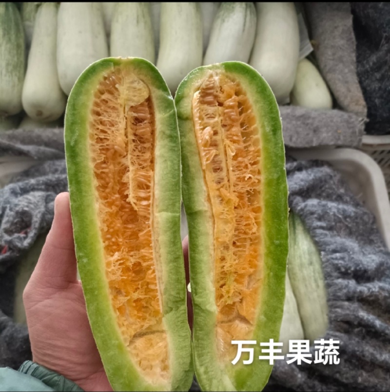 [实力代收】山东滨州博洋61精品万亩优质甜瓜种植基地
