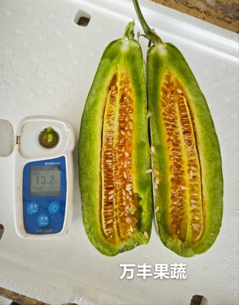 [实力代收】山东滨州博洋61精品万亩优质甜瓜种植基地