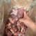 S骨箱酱大骨专用带肉高
