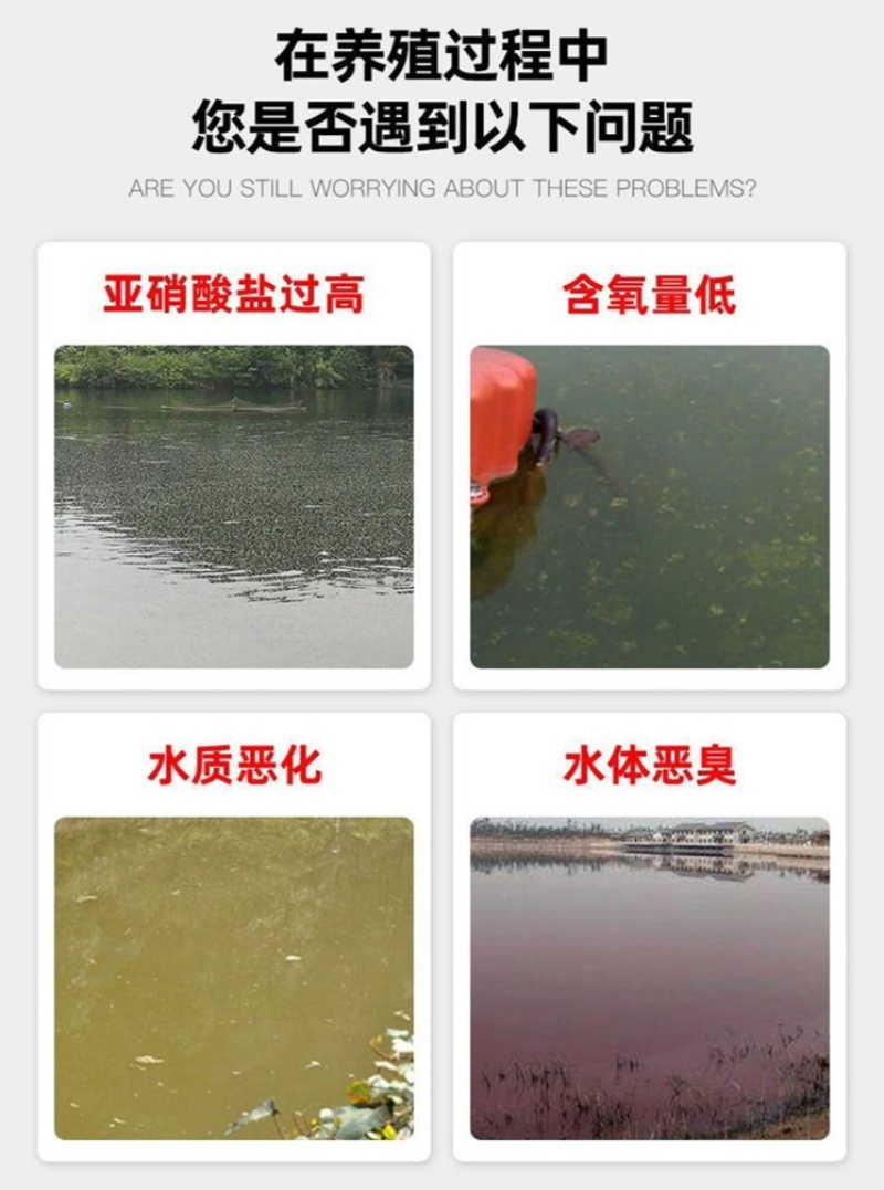 亚硝速克水产养殖专用净化水质鱼虾蟹塘降解亚盐