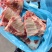 多肉猪小排，新货到了，颜色鲜亮，全国发货