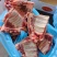 多肉猪小排，新货到了，颜色鲜亮，全国发货