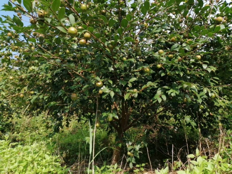 粤北万亩山茶籽油，自产自销批发零售