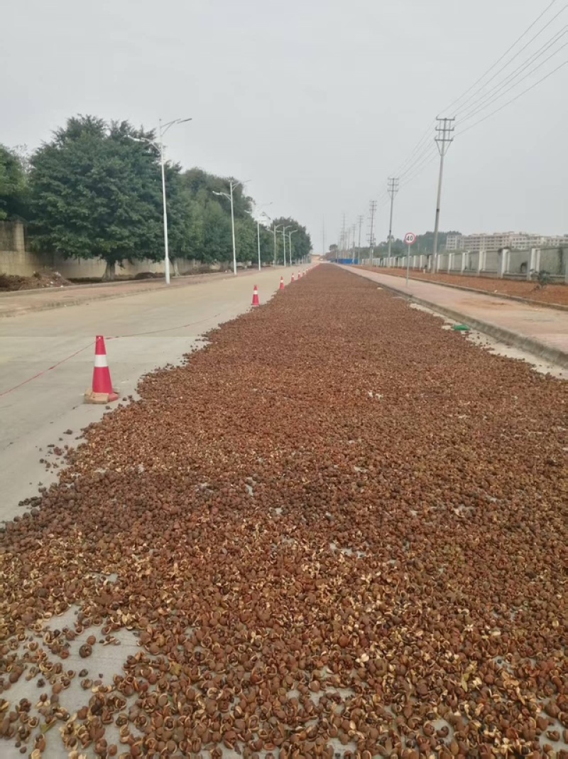粤北万亩山茶籽油，自产自销批发零售