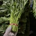 东莞大棚空心菜