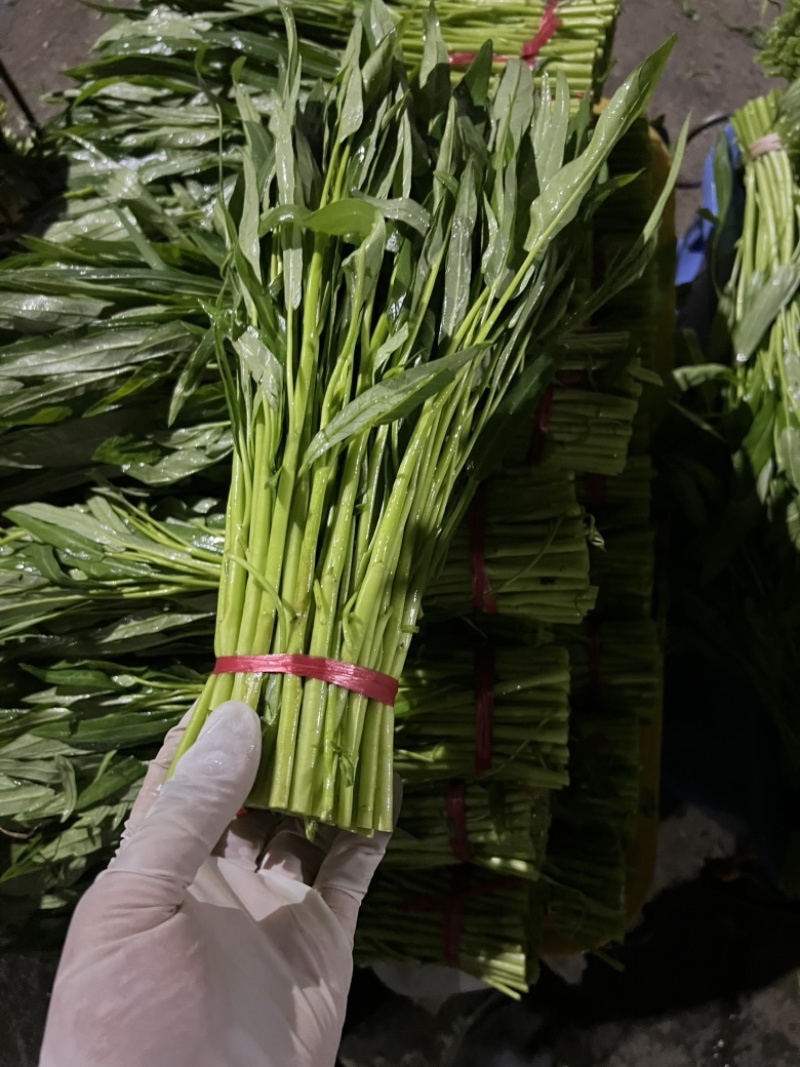东莞大棚空心菜