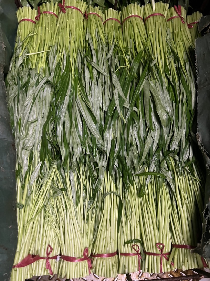 东莞大棚空心菜