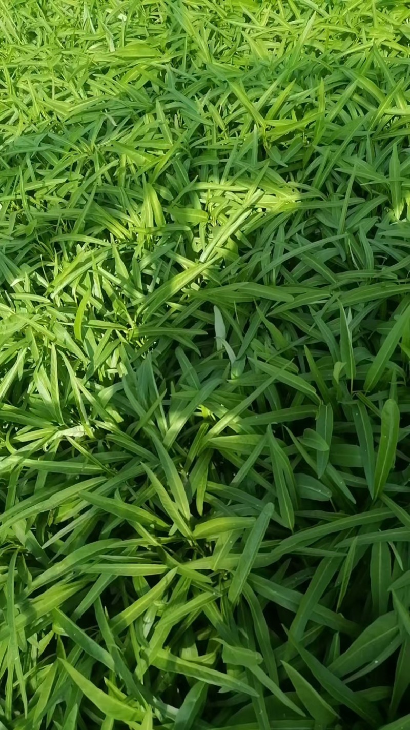 东莞大棚空心菜