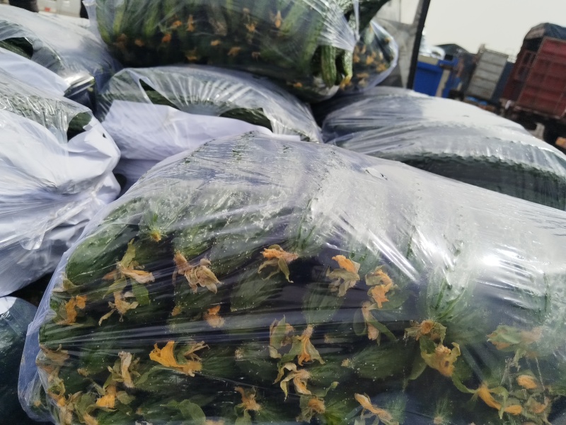 万亩优质大棚油亮密刺黄瓜正在热销中质量保证货发全国