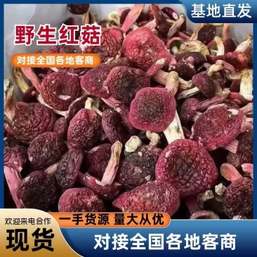 深山野生红菇红蘑菇红椎菌紫红菇净重包邮量大从优