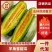 羊角蜜、对接一件代发、商超、网红主播带货、社区团购