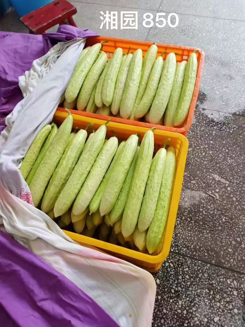 湘园850黄瓜种子，早熟好，商品性佳，口感棒！