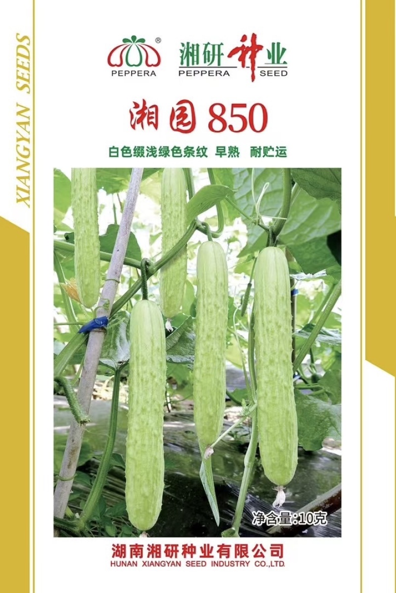 湘园850黄瓜种子，早熟好，商品性佳，口感棒！