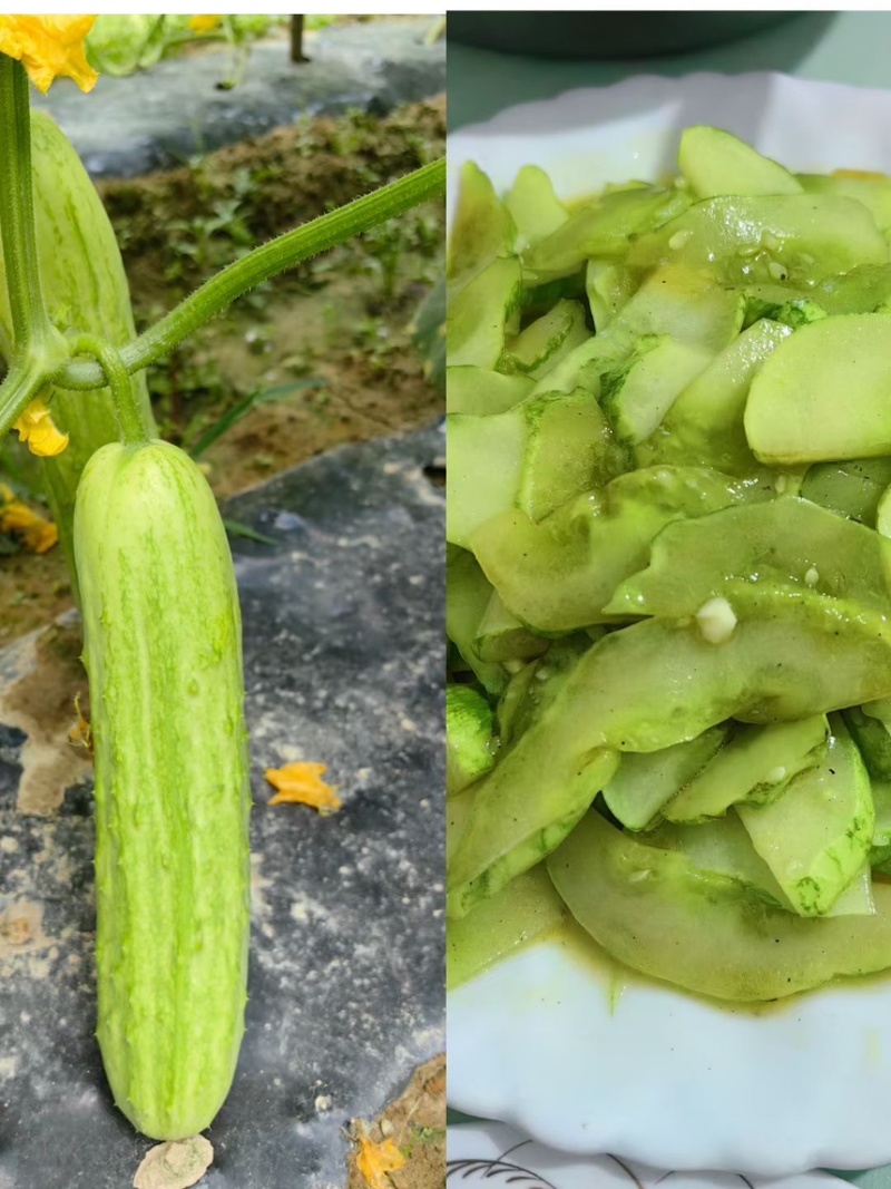 湘园850黄瓜种子，早熟好，商品性佳，口感棒！