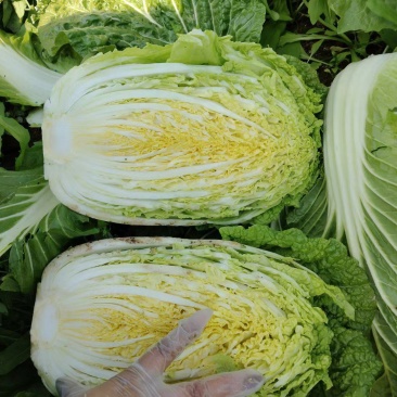 河北张家口大白菜大量供应全国各地