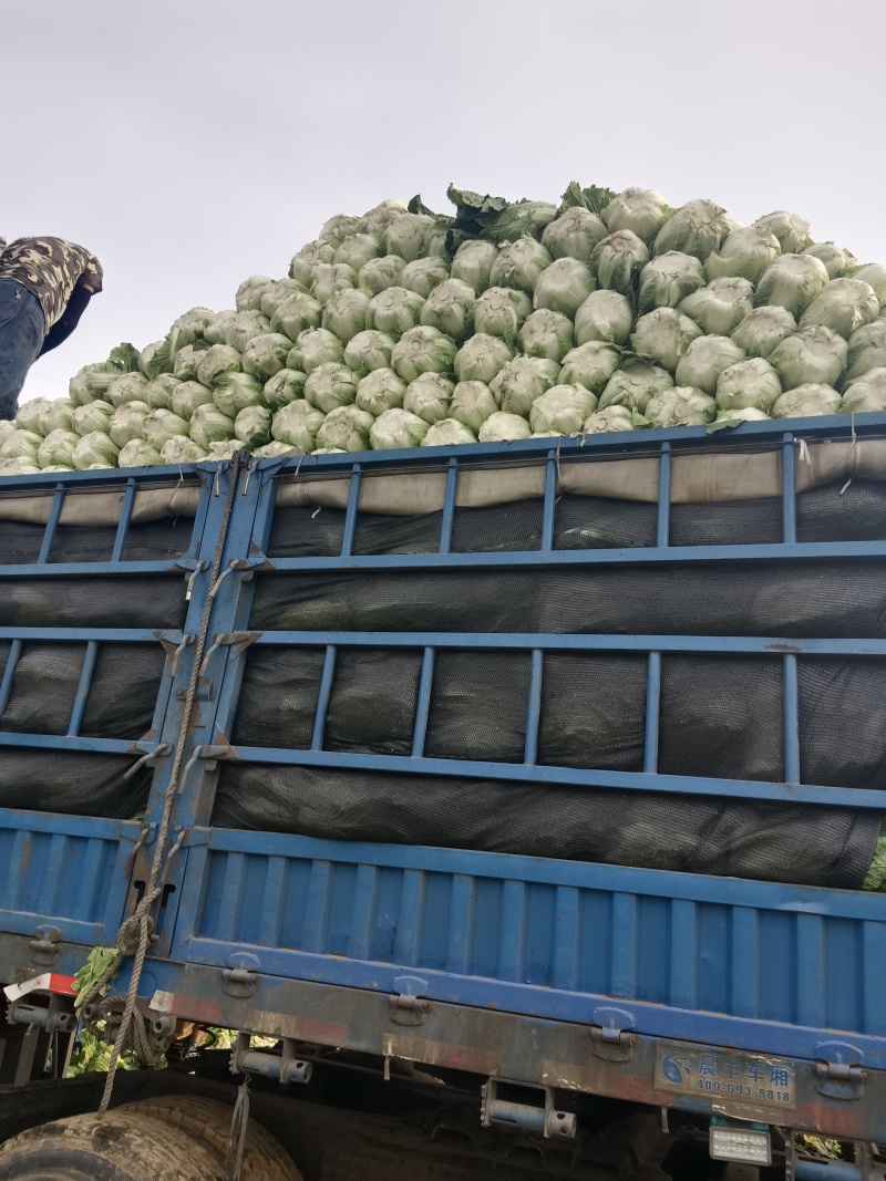河北张家口大白菜大量供应全国各地